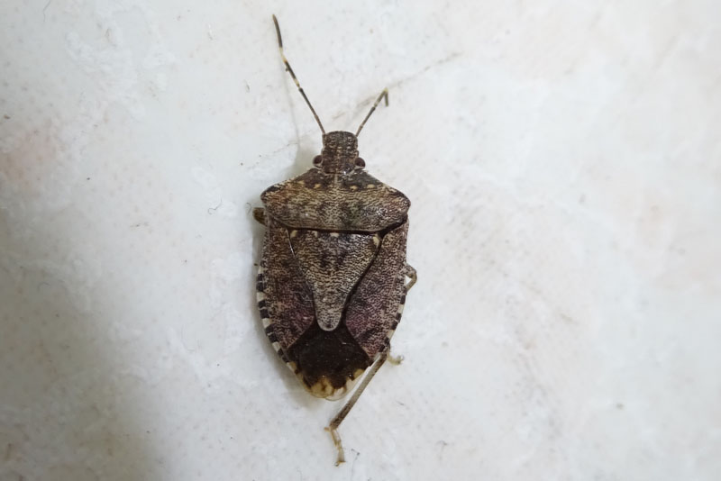 Pentatomidae : Halyomorpha halys